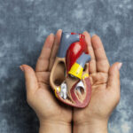person holding anatomic heart model educational purpose